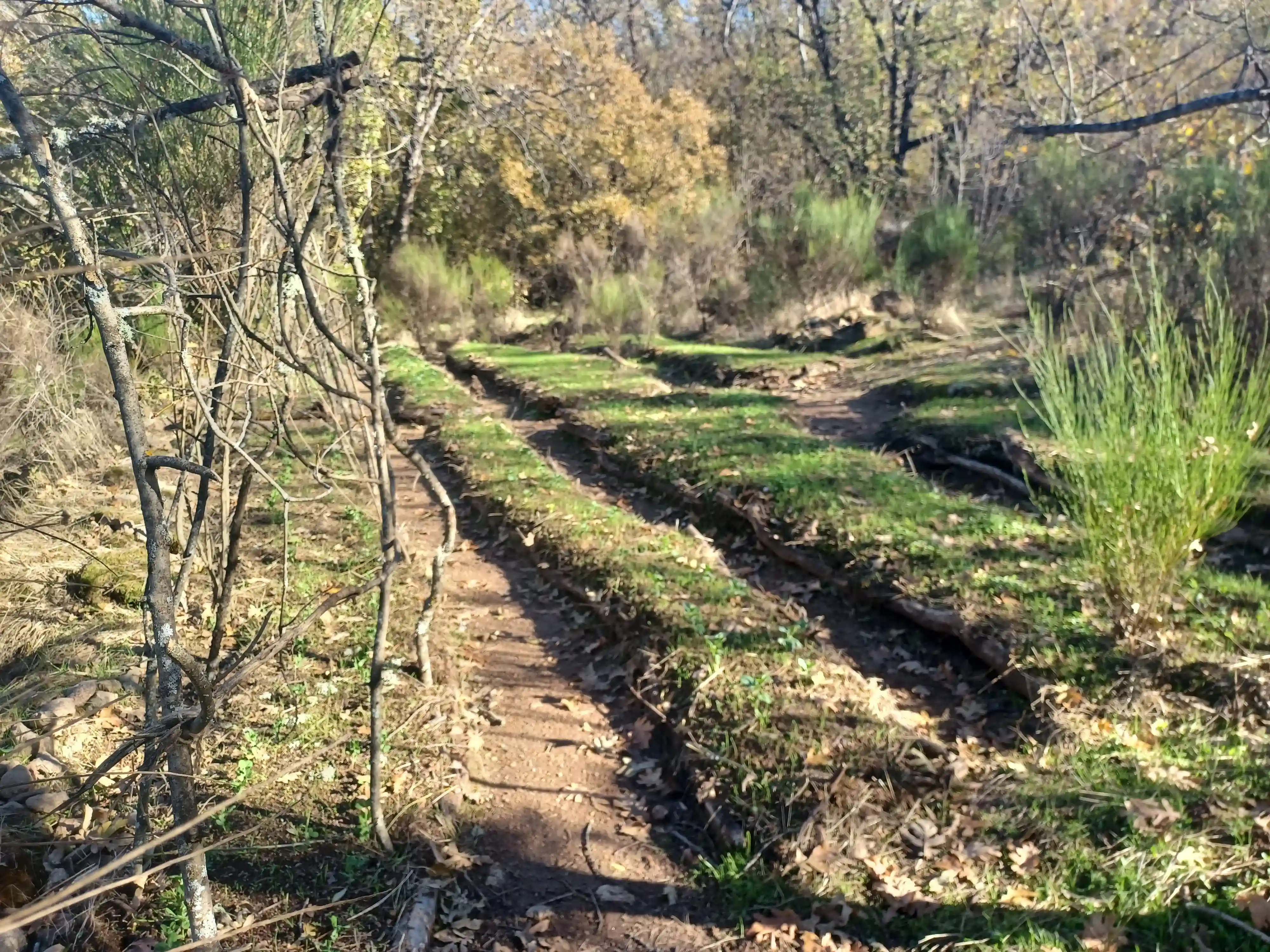 HugelKultur Progreso 15