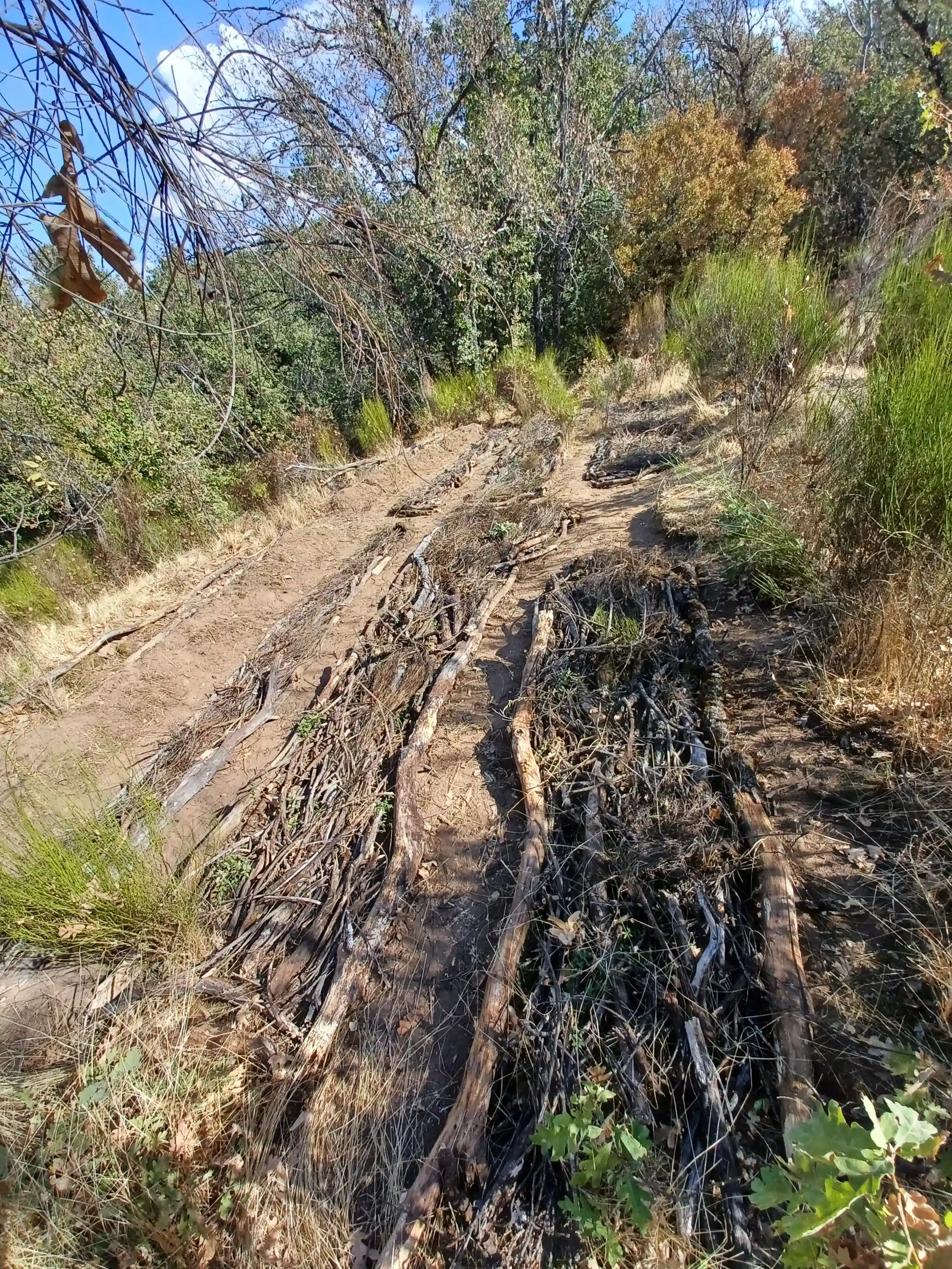 HugelKultur Progreso 5