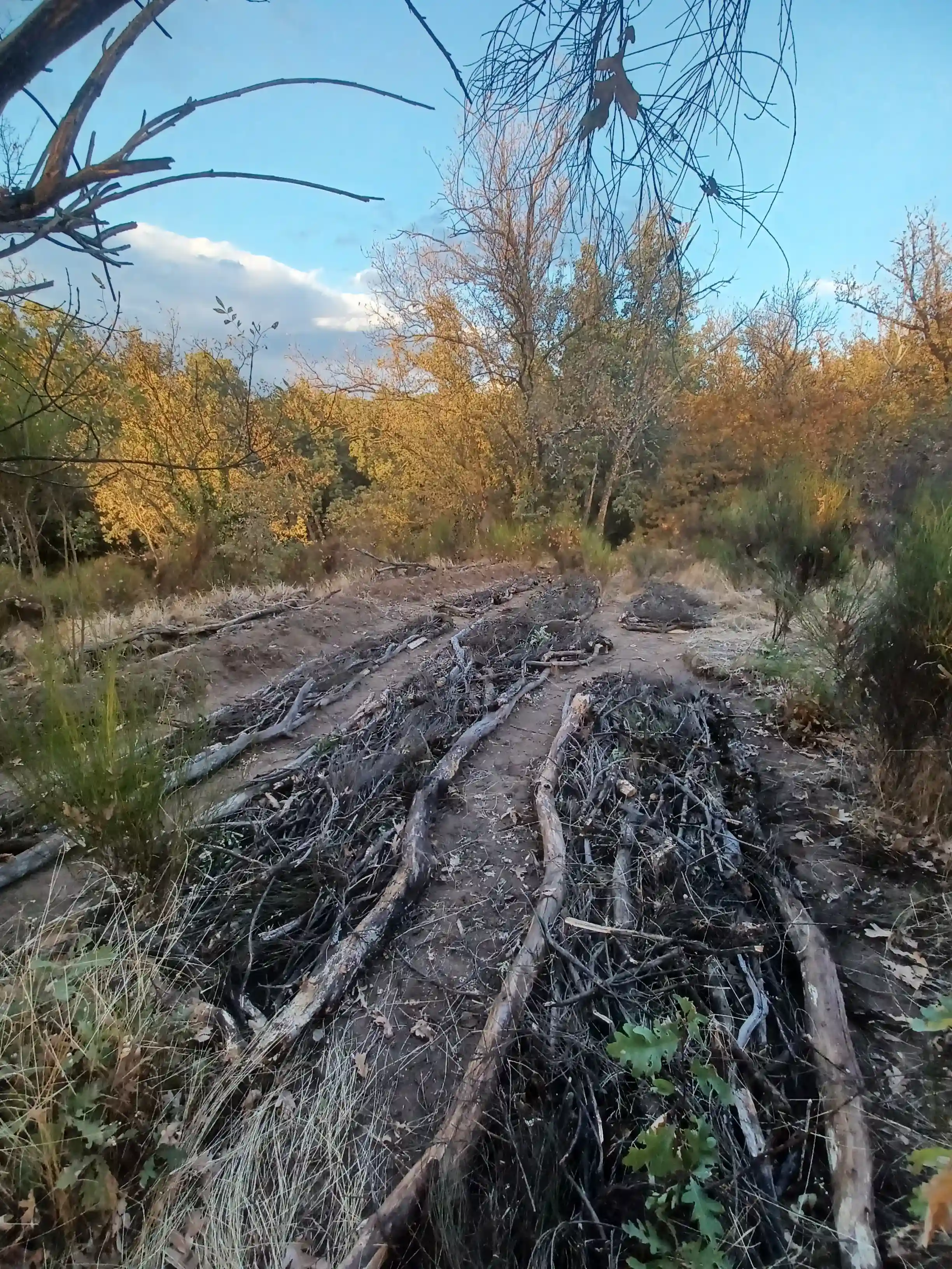 HugelKultur Progreso 6