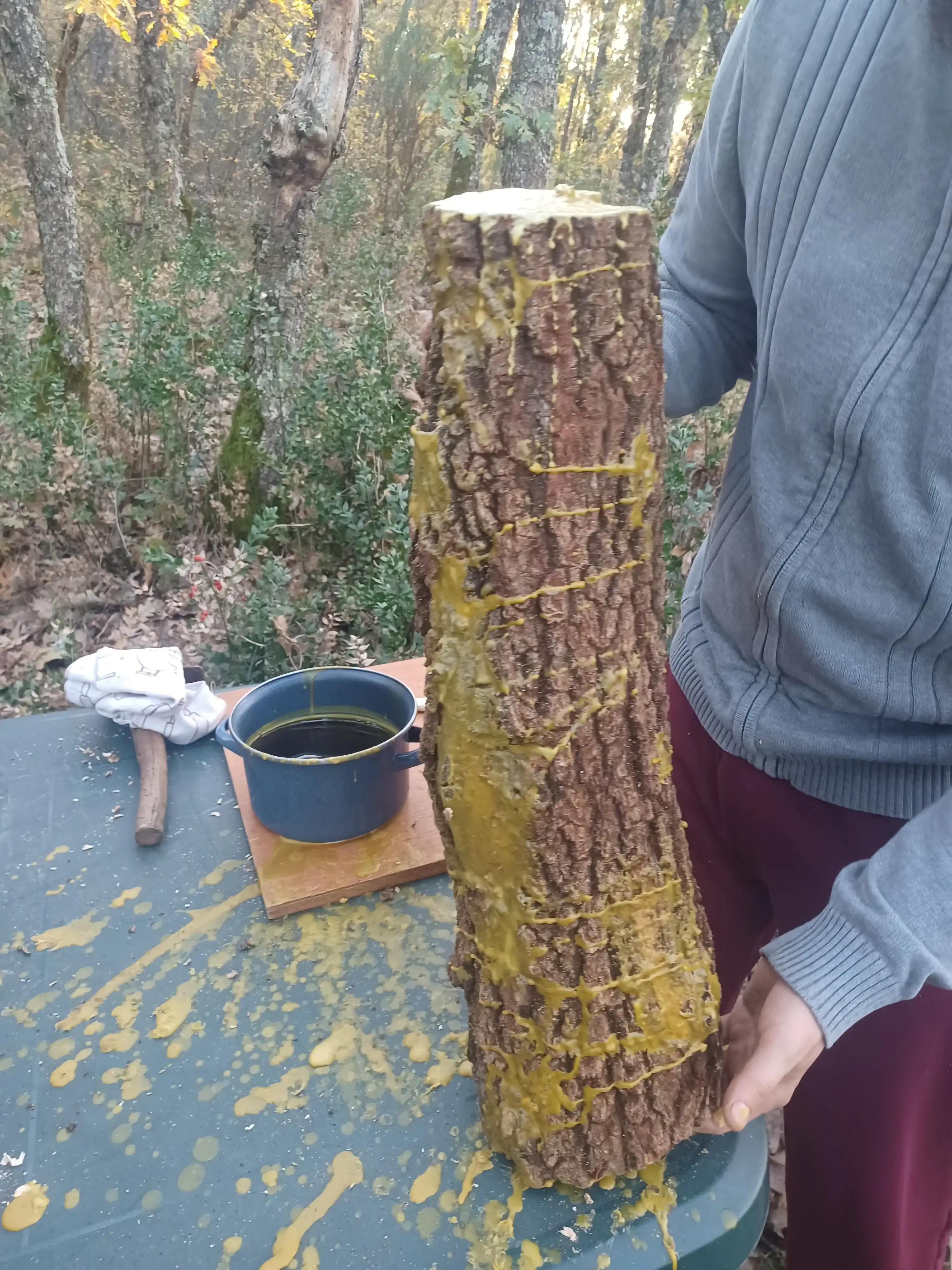 Inoculación de Setas 1