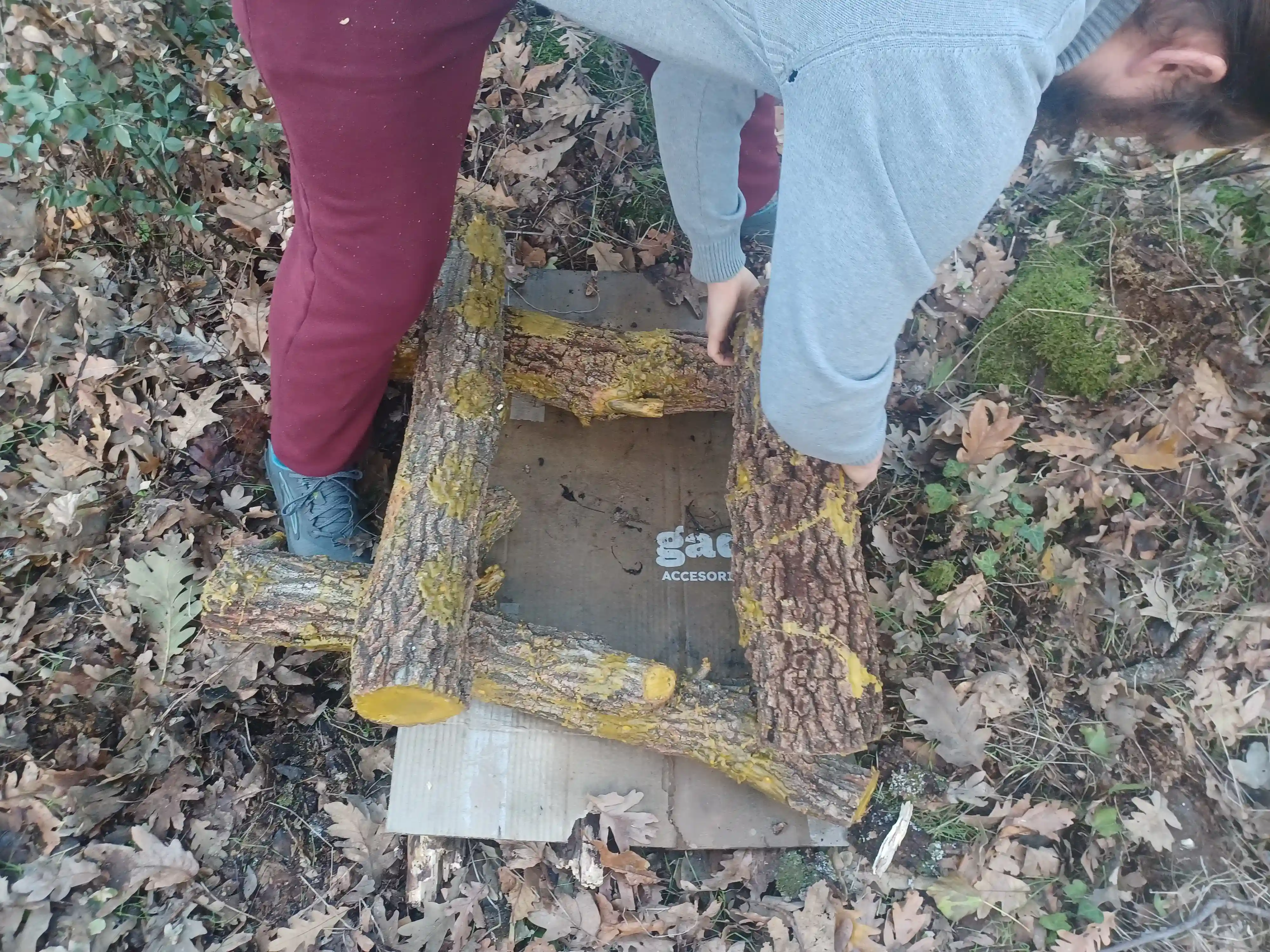 Inoculación de Setas 6